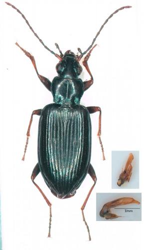 Réf. 264 038 : Bembidion ascendens